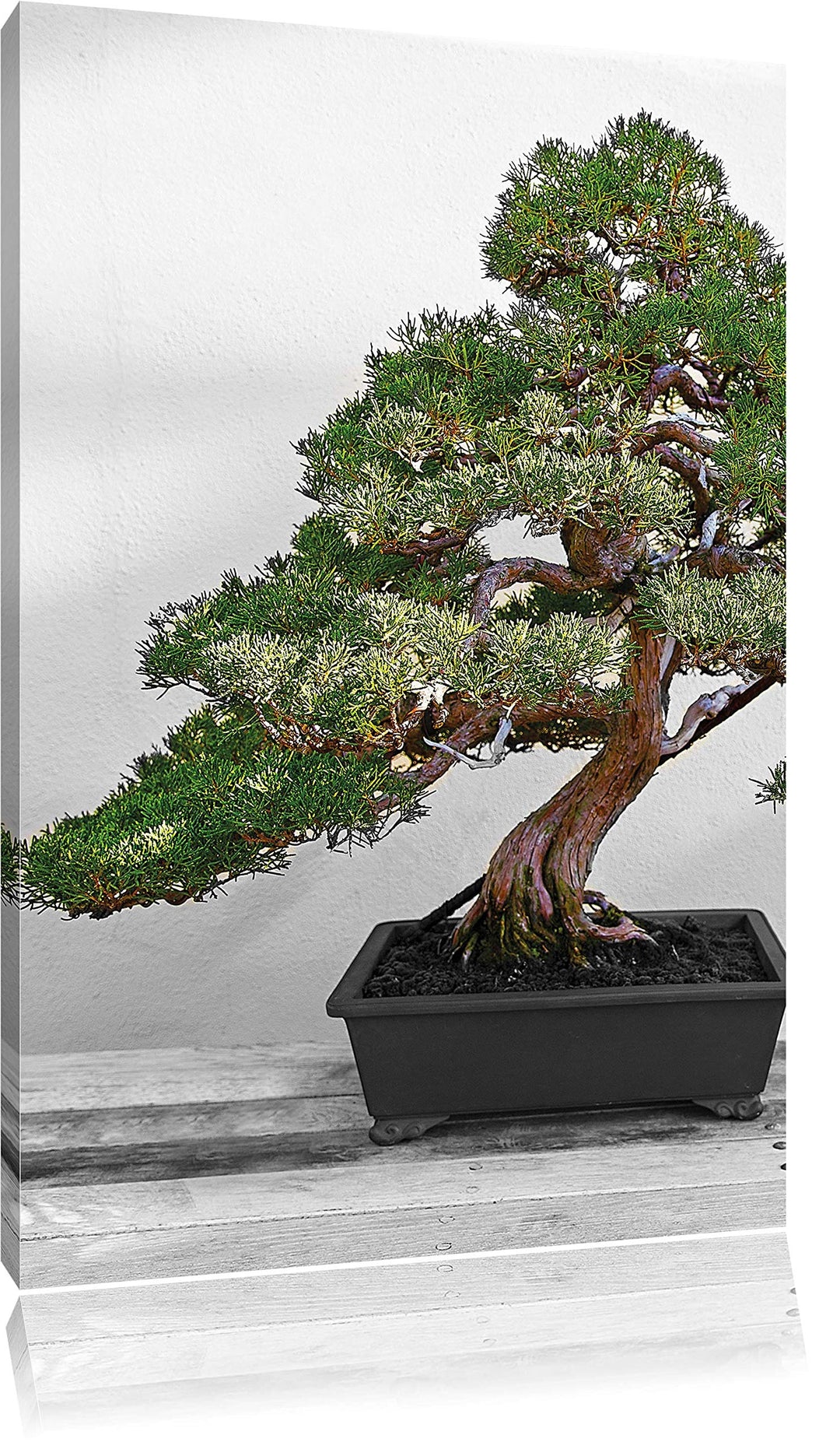 Pixxprint Bonsai Baum auf Holztisch als Leinwandbild/Grösse: 120x80 / Wandbild/Kunstdruck/fertig bes