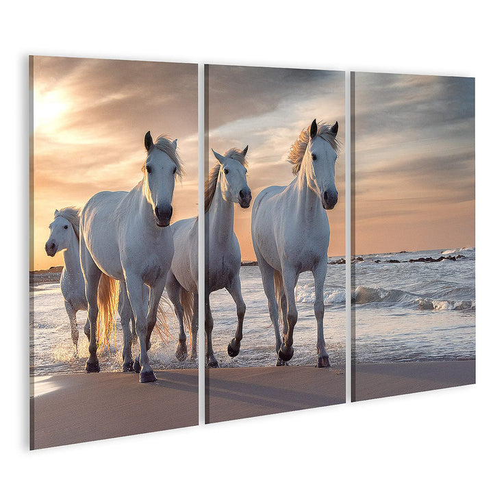islandburner Bild auf Leinwand Weisse Pferde Camargue Frankreich Herde Bilder Wandbilder Poster Lein