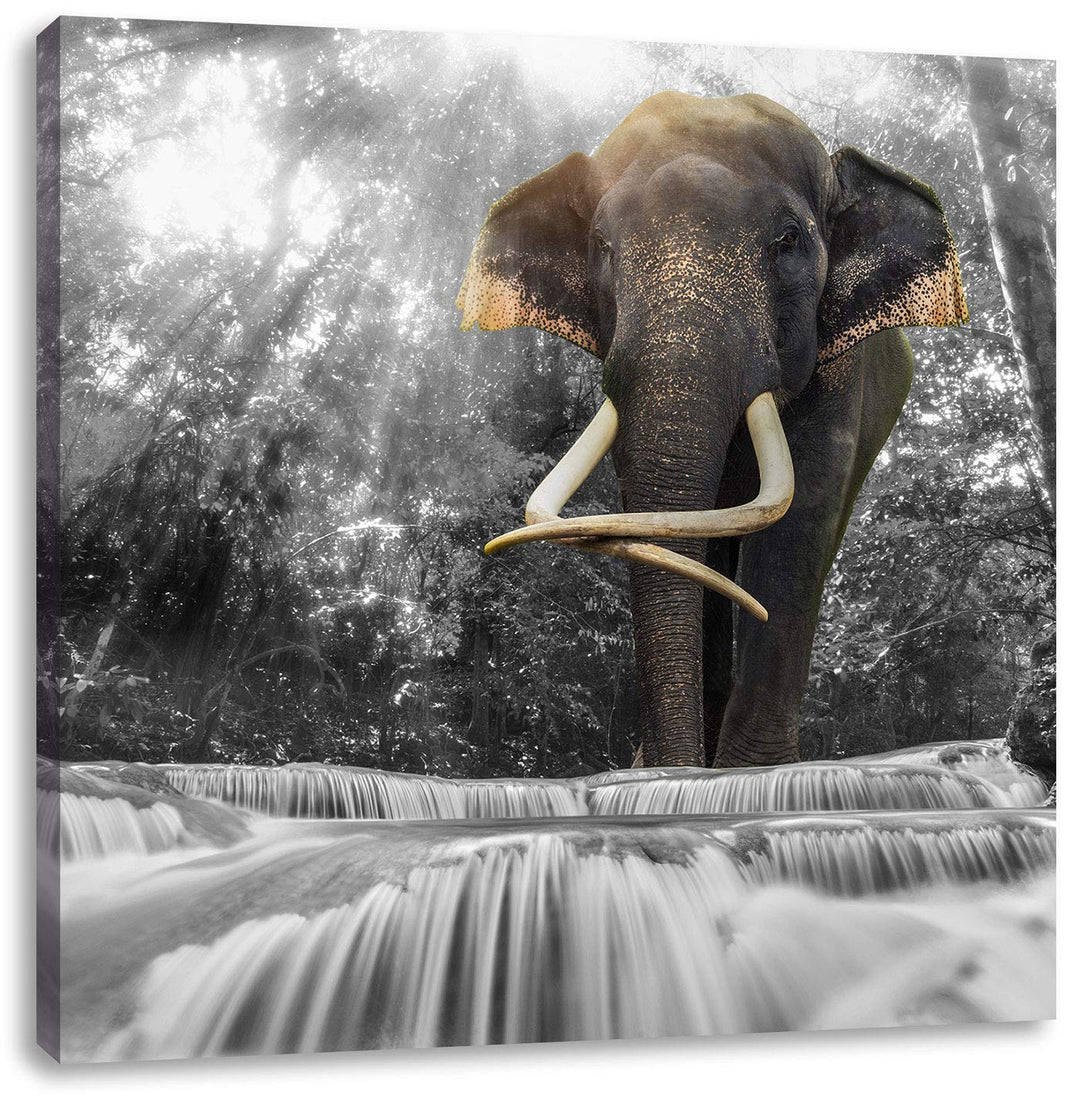 Pixxprint riesiger Elefant am Bach als Leinwandbild | Grösse: 70x70 cm | Wandbild | Kunstdruck | fer