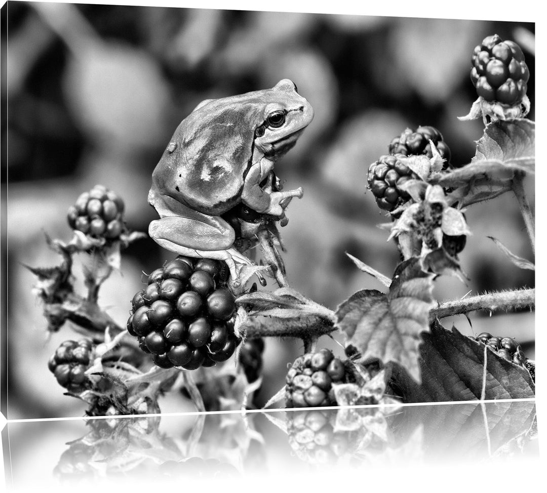Pixxprint Kleiner Frosch auf Brombeerstrauch als Leinwandbild/Grösse: 100x70 / Wandbild/Kunstdruck/f