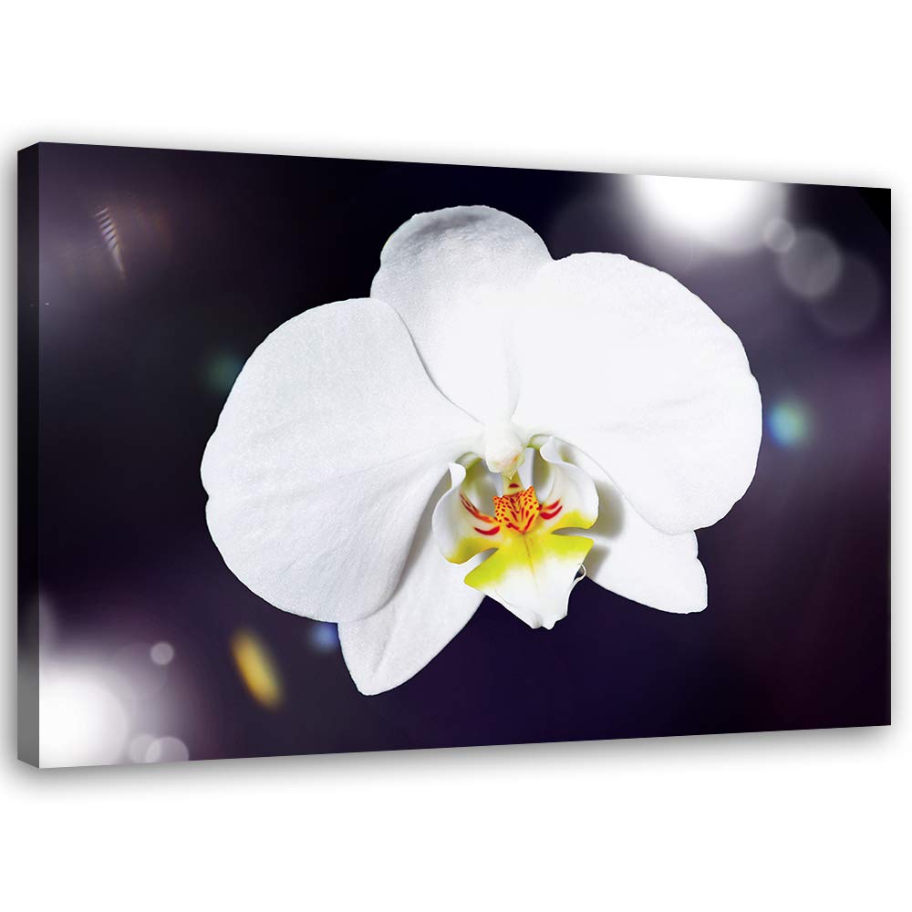 Feeby Wandbild Orchidee Druckbild Leinwandbild Pflanze Weiss 100x70 cm Leinwandbild 100x70 cm Weiss_