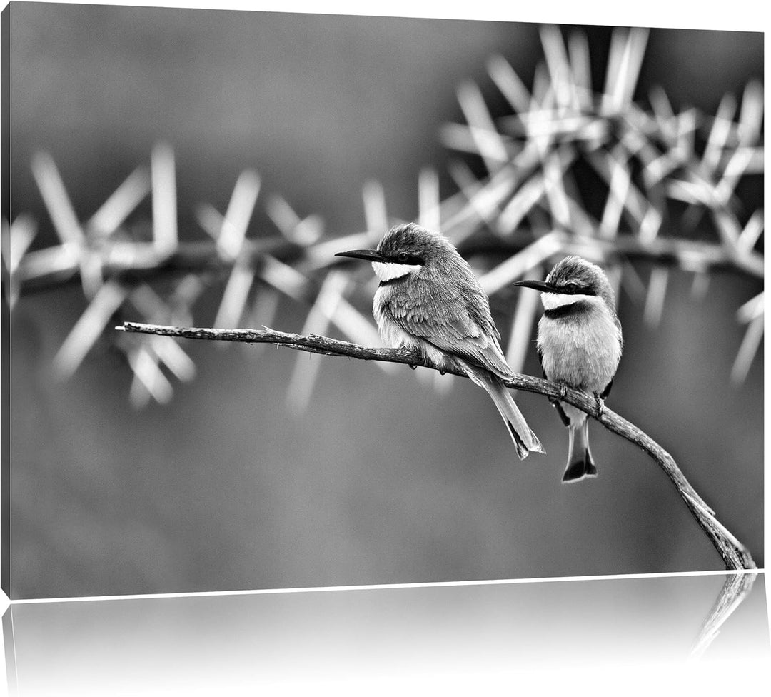 Pixxprint Monocrome, farbenfrohe exotische Vögel auf AST, Format: 100x70 auf Leinwand, XXL riesige B