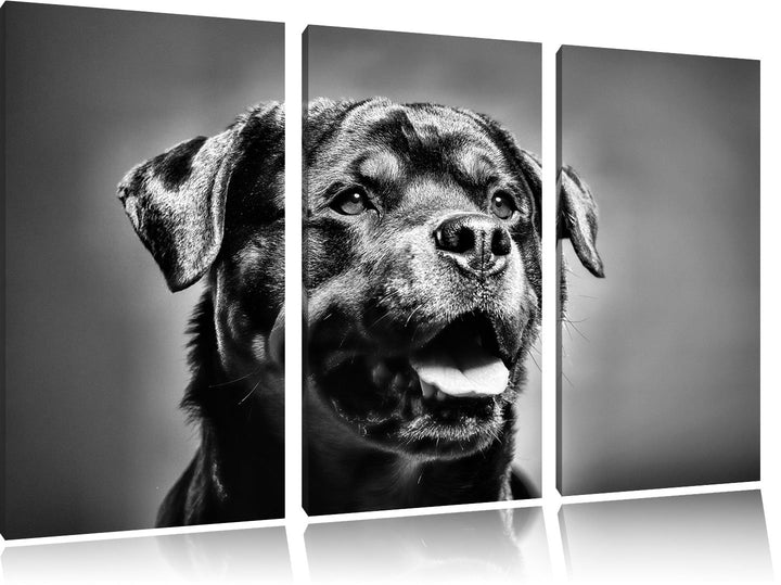Pixxprint Treuer Rottweiler als Leinwandbild | Grösse: 3 Teilig (120x80) | Wandbild| Kunstdruck | fe