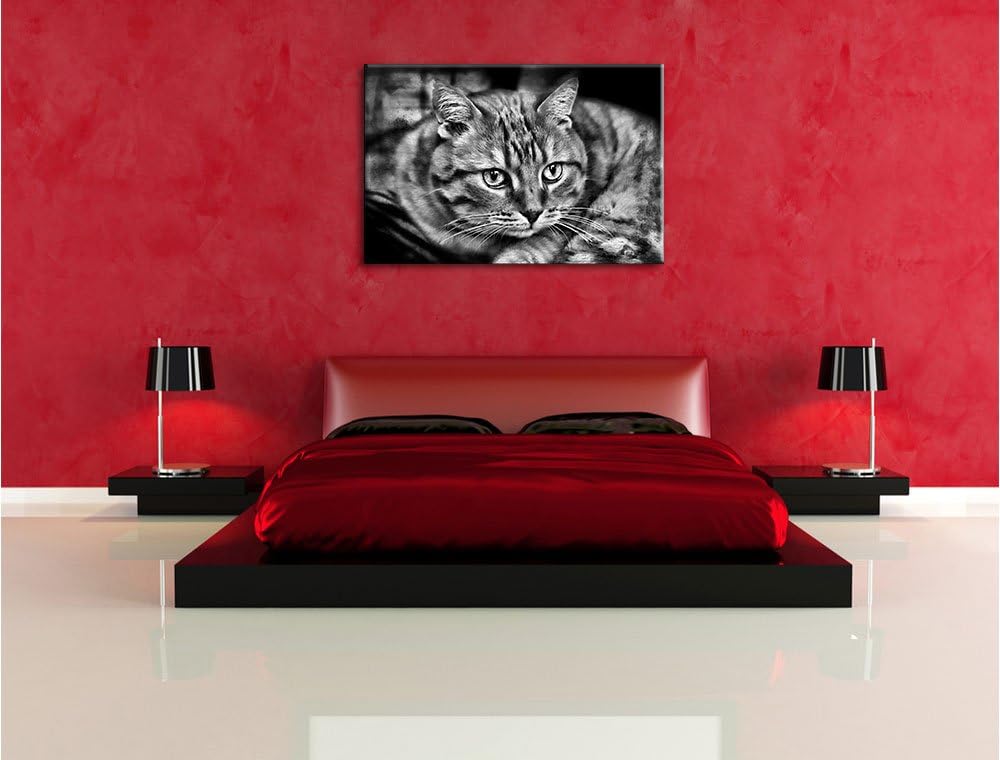 Pixxprint Monocrome, schöne Hauskatze, Format: 100x70 auf Leinwand, riesige Bilder fertig gerahmt mi