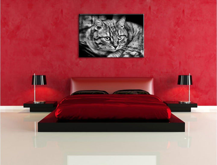 Pixxprint Monocrome, schöne Hauskatze, Format: 100x70 auf Leinwand, riesige Bilder fertig gerahmt mi