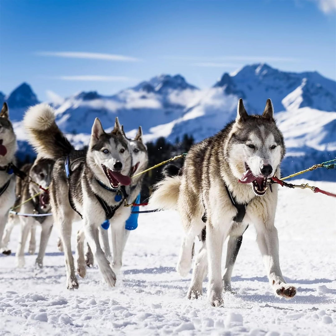 Zuggeschirr für Hunde, Ultra-Robust & Reflektierend, Aktivgurt für Schlittenhunde Sport Training, Ko