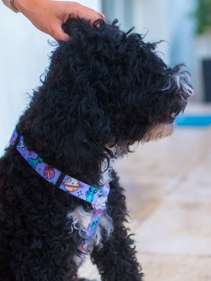 DUKIER Klassisches Hundegeschirr, verstellbare und H-förmige Weste für Haustiere, zugelassen, mit 4-