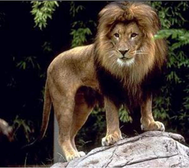 Omegon Fernglas Blackstar 12x42