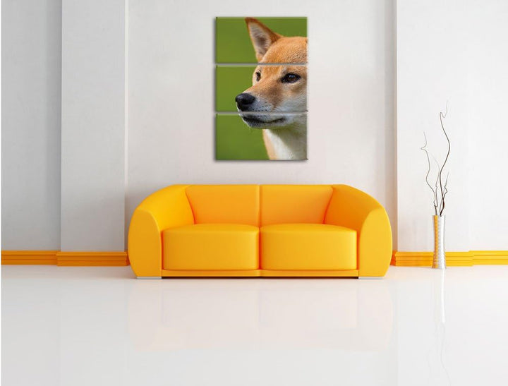 Pixxprint anmutiger Finnen-Spitz Hund im Gras 3-Teiler Leinwandbild 120x80 Bild auf Leinwand