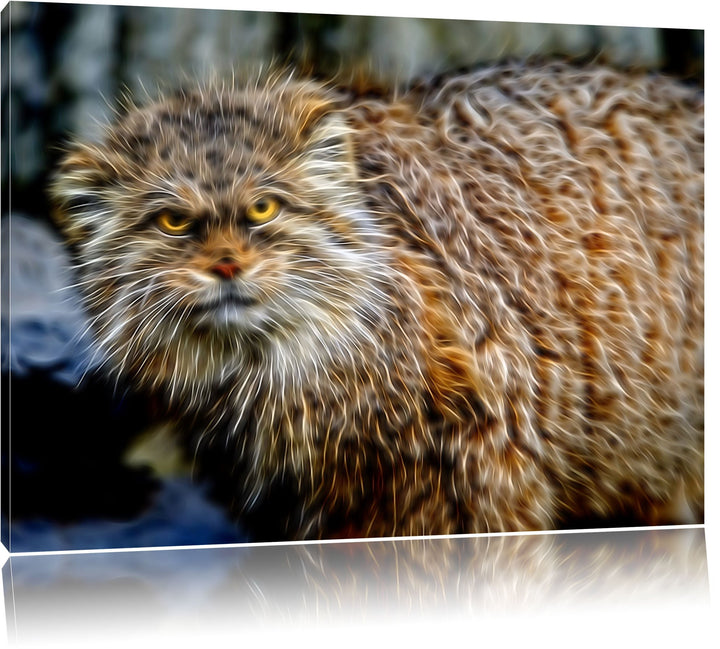 wütende Manul Deluxe Format: 100x70 cm auf Leinwand, XXL riesige Bilder fertig gerahmt mit Keilrahme