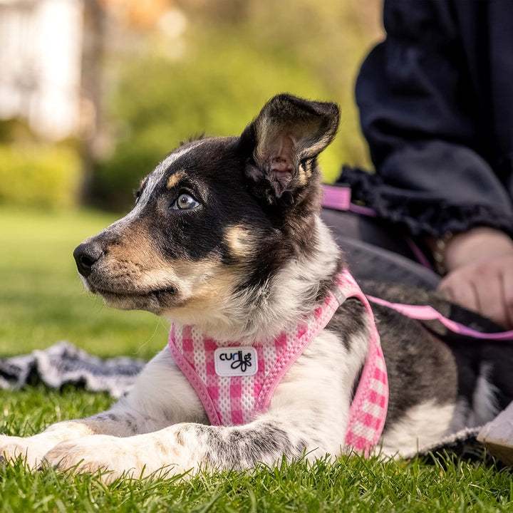 Vest Harness curli Clasp Air-Mesh Pink-Caro XS & Leash M, Pink-Caro XS