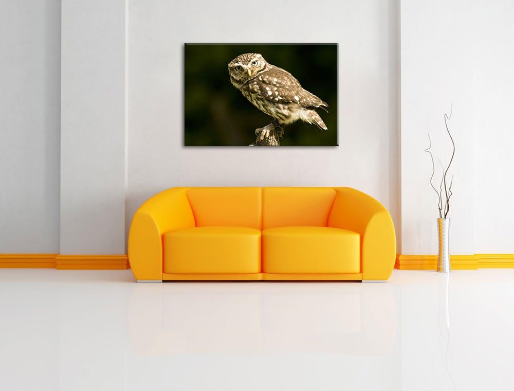 Pixxprint kleine Eule, Format: 100x70 auf Leinwand, XXL riesige Bilder fertig gerahmt mit Keilrahmen