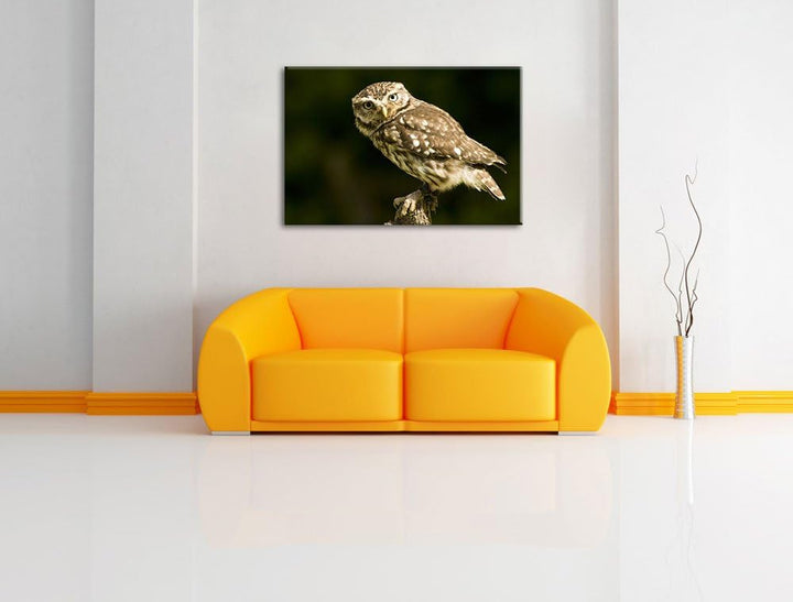 Pixxprint kleine Eule, Format: 100x70 auf Leinwand, XXL riesige Bilder fertig gerahmt mit Keilrahmen