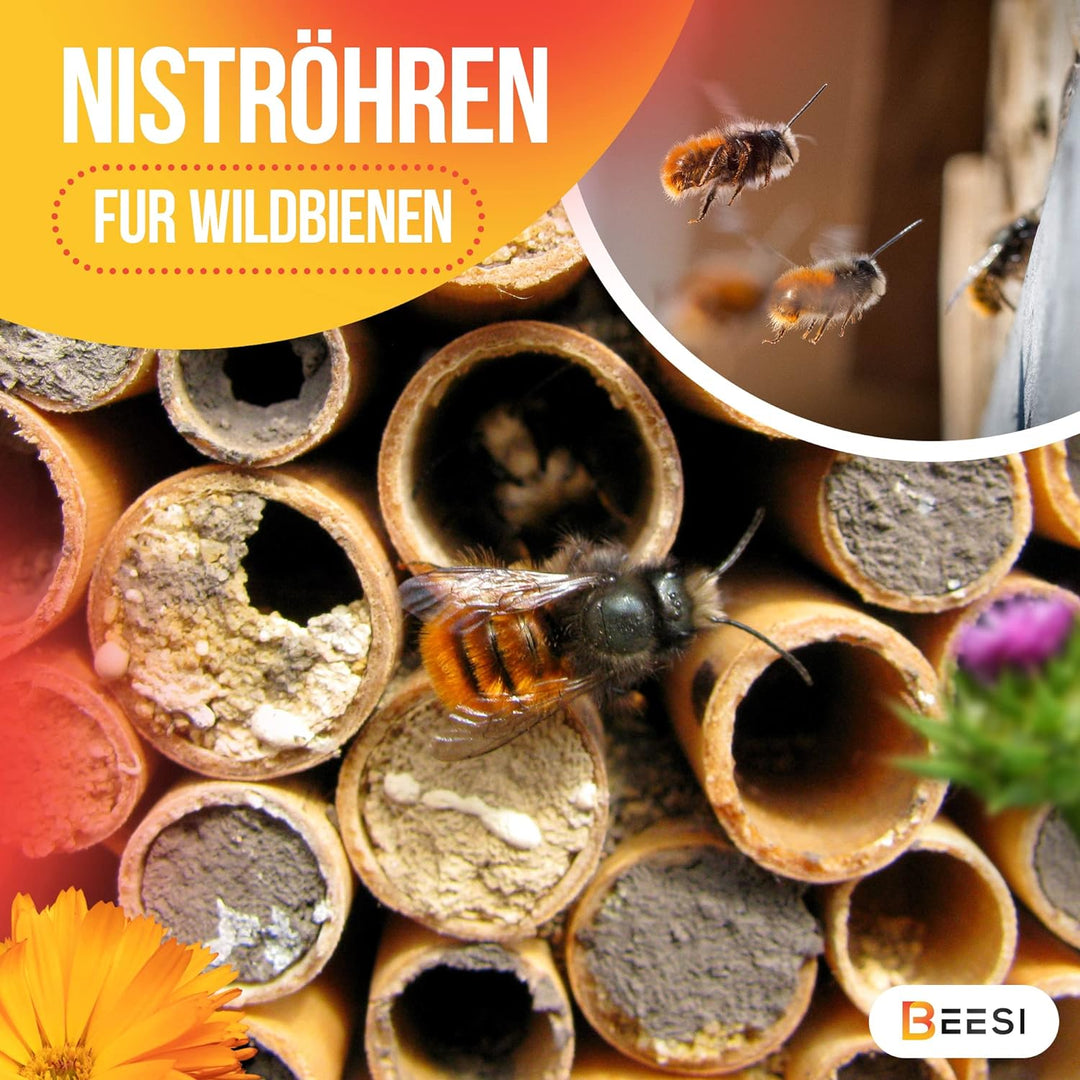 BEESI 200x Nisthülsen 14 cm lang für Insektenhotel aus Schilf I Durchmesser 4-7 mm inkl. E-Book I Fü