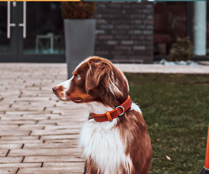 MICHUR Charly Hundehalsband Leder Braun Rot, Lederhalsband Hund, Halsband, Leder, in verschiedenen G