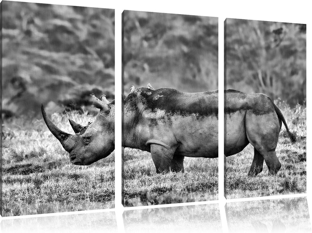 Pixxprint grosses Nashorn in der Savanne als Leinwandbild/Grösse: 3 Teilig (120x80) cm/Wandbild/Kuns