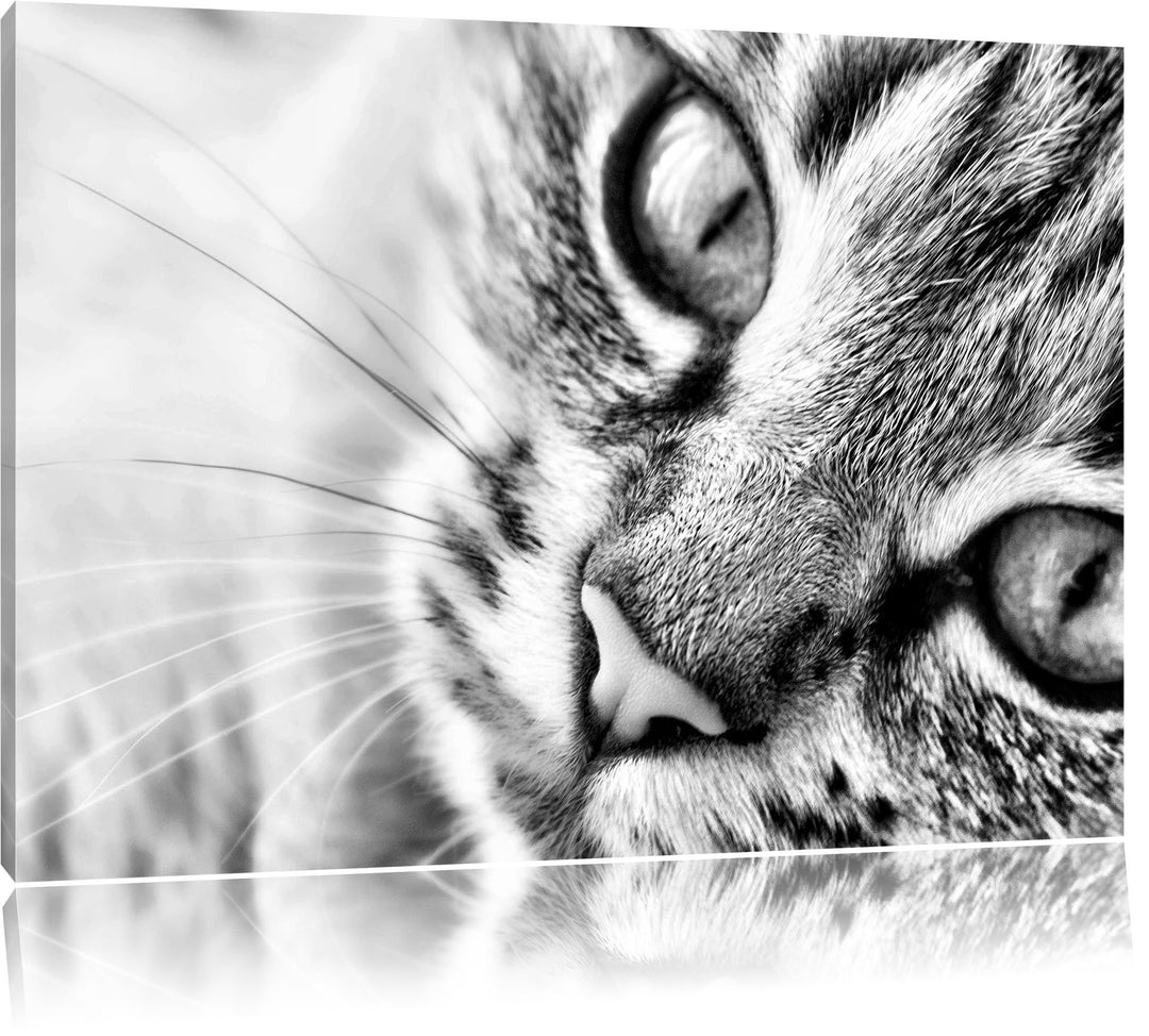Pixxprint Grosse Katzenaugen / 100x70cm Leinwandbild bespannt auf Holzrahmen/Wandbild Kunstdruck Dek