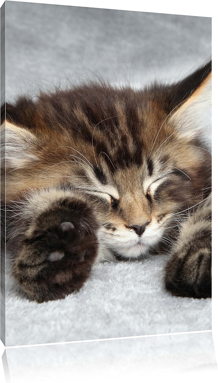 Süsse Baby Katze, Format: 100x70 auf Leinwand, XXL riesige Bilder fertig gerahmt mit Keilrahmen, Kun