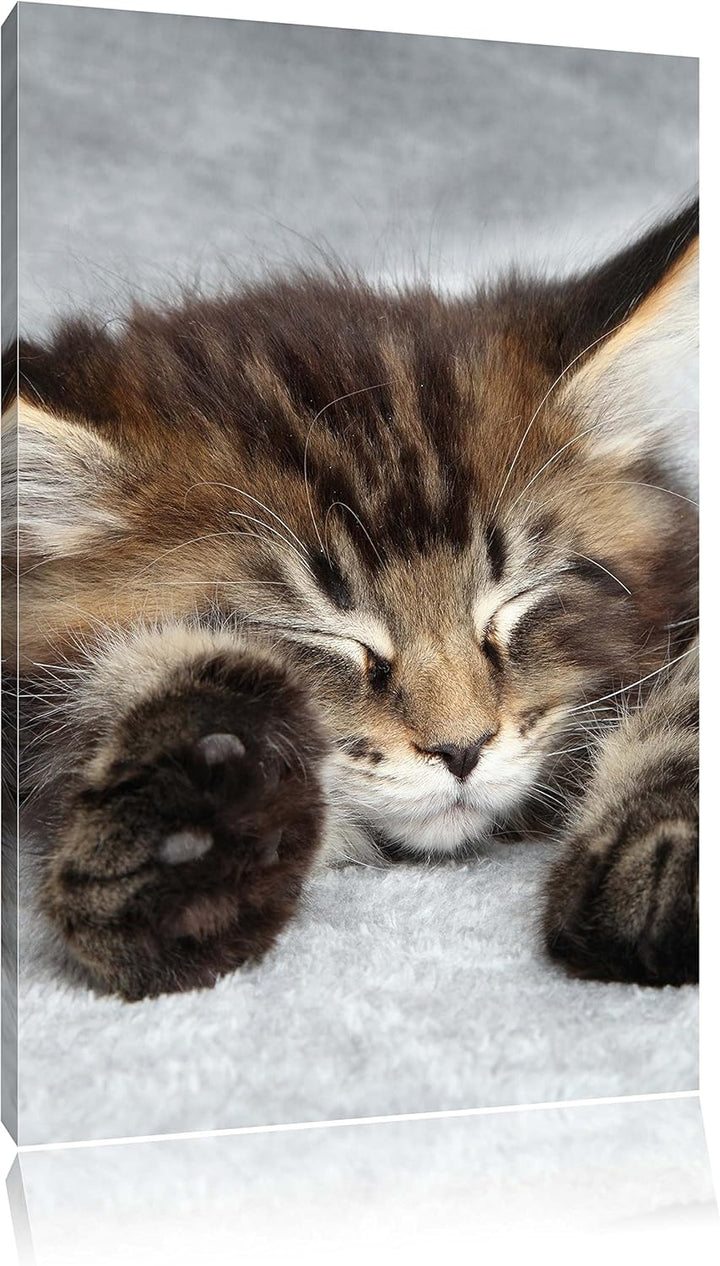 Süsse Baby Katze, Format: 100x70 auf Leinwand, XXL riesige Bilder fertig gerahmt mit Keilrahmen, Kun