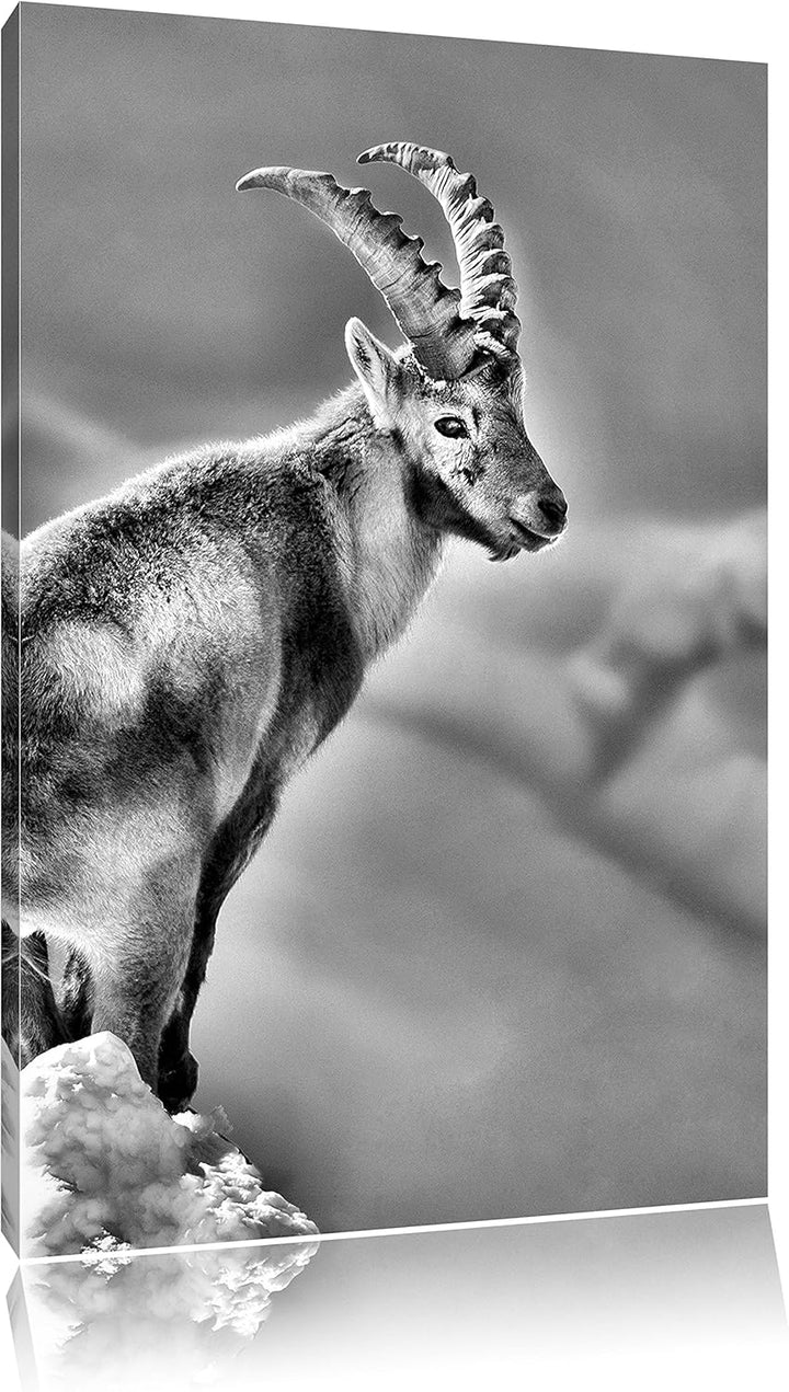 Pixxprint Steinbock im Schnee als Leinwandbild/Grösse: 100x70 / Wandbild/Kunstdruck/fertig bespannt,