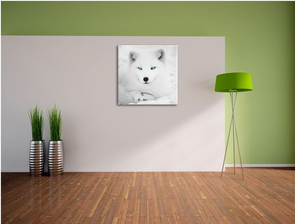 Pixxprint liegender Polarfuchs mit strahlenden Augen schwarz/weiss, Format: 70x70 auf Leinwand, XXL