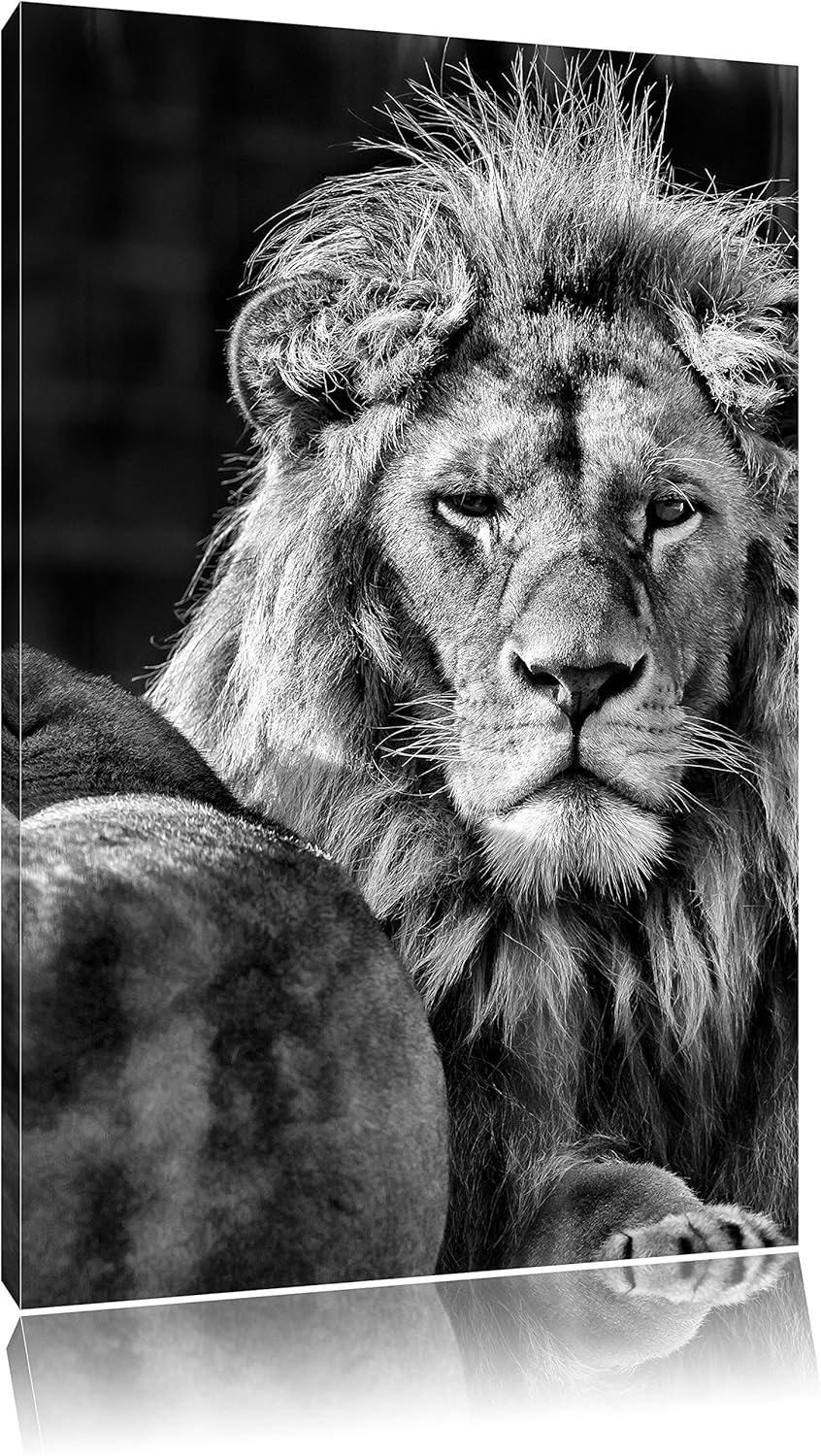 Pixxprint Monocrome, schönes Löwenpaar, Format: 100x70 auf Leinwand, 100x70