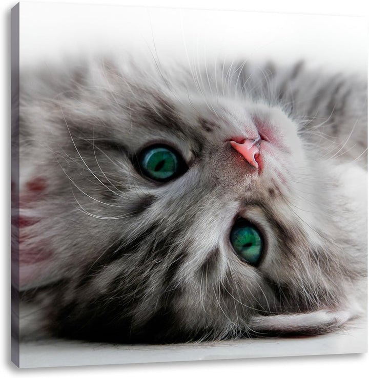 Süsses Katzenbaby, Format: 70x70 auf Leinwand, XXL riesige Bilder fertig gerahmt mit Keilrahmen, Kun