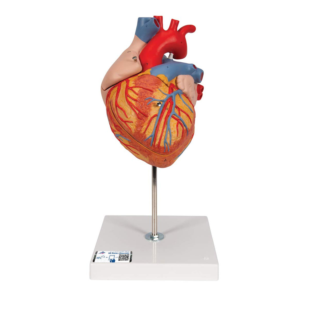 3B Scientific Menschliche Anatomie - Herzmodell, 2-fache Grösse, 4-teilig + kostenlose Anatomie App
