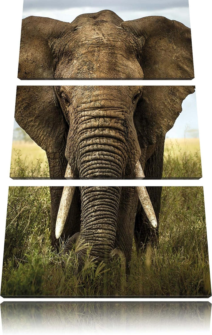 Pixxprint Imposanter Elefant als Leinwandbild/Grösse: 3 Teilig (120x80) cm/Wandbild/Kunstdruck/ferti
