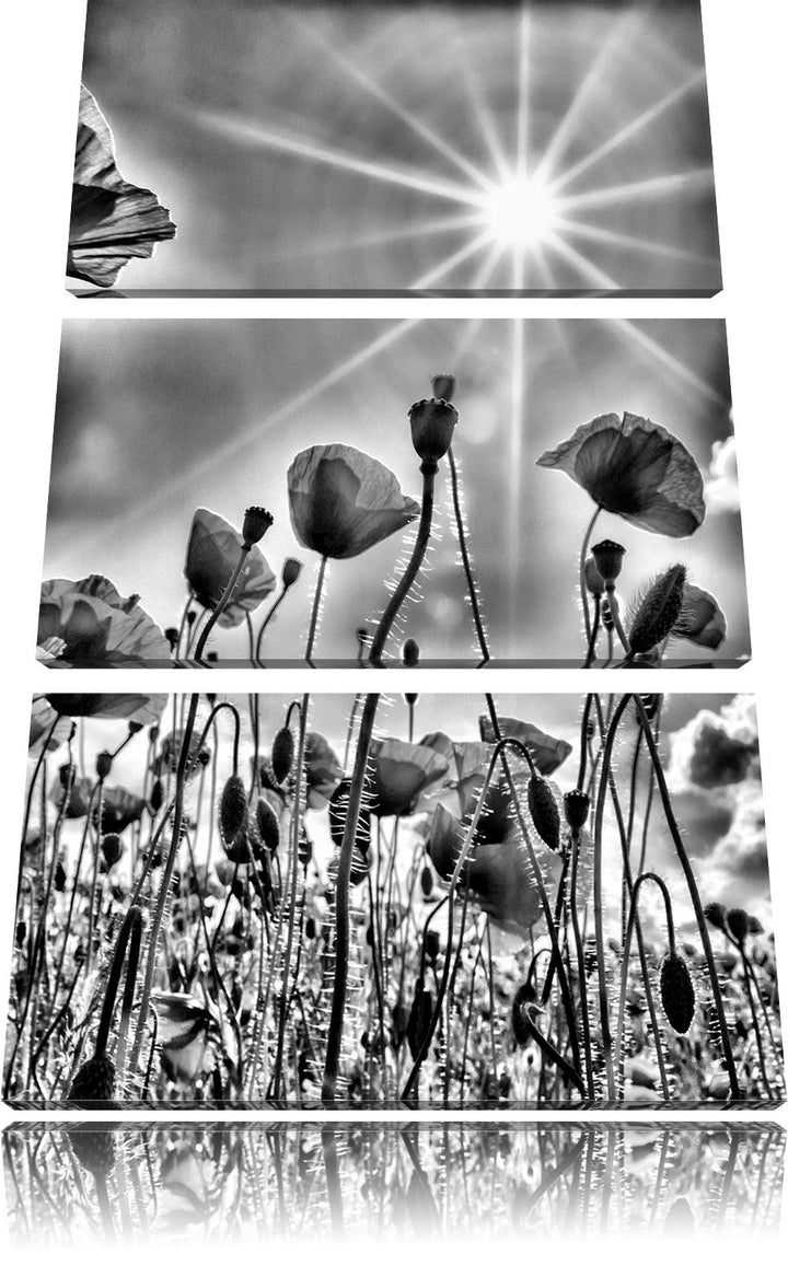 Pixxprint Mohnblumen als Leinwandbild/Grösse: 3 Teilig (120x80) cm/Wandbild/Kunstdruck/fertig bespan