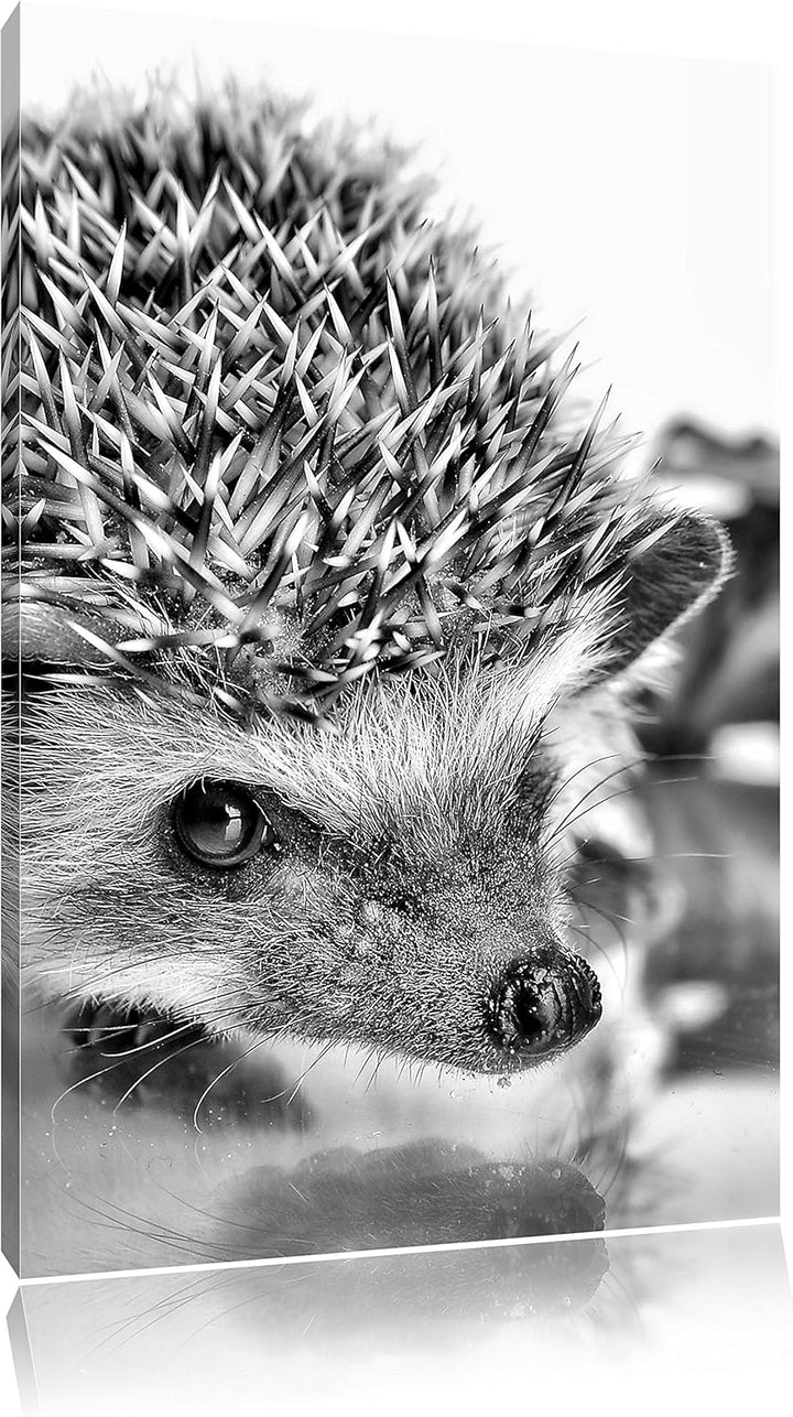 Monocrome, Süsser Igel , Format: 100x70 auf Leinwand, XXL riesige Bilder fertig gerahmt mit Keilrahm
