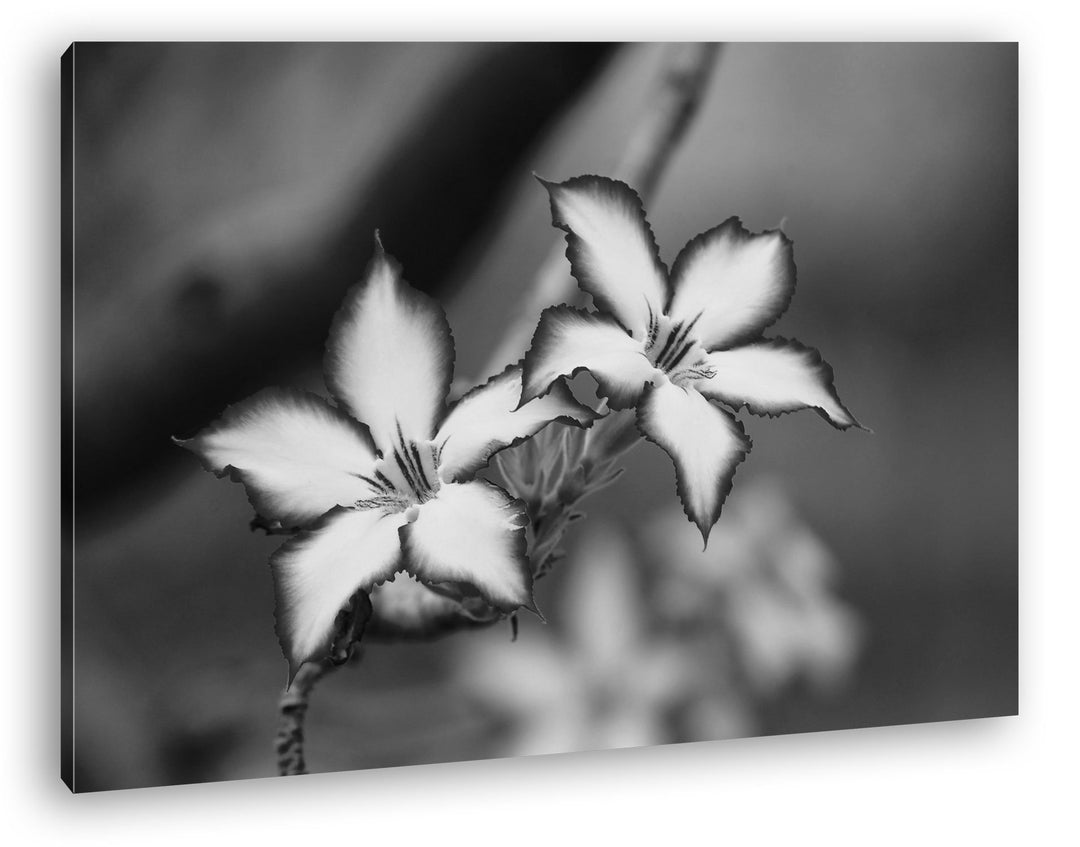 deyoli bezaubernde Impala Lily Effekt: Schwarz/Weiss Format: 80x60 als Leinwand, Motiv fertig gerahm