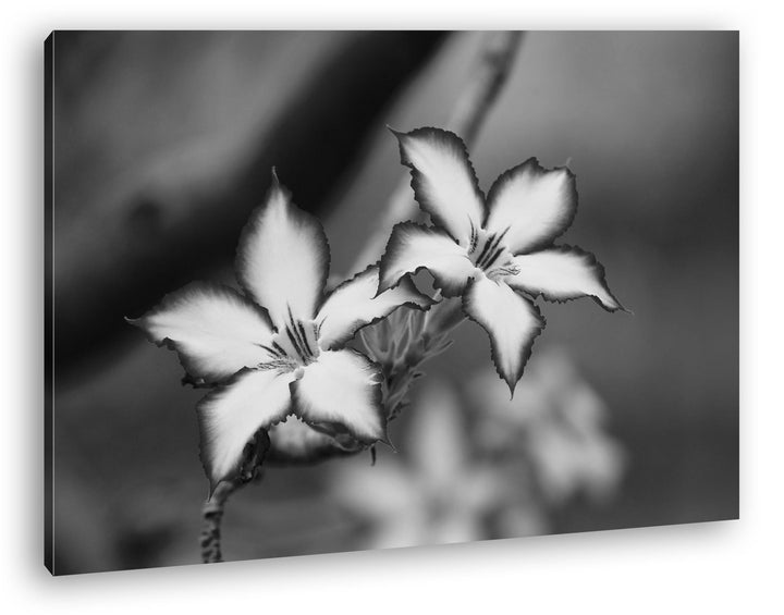 deyoli bezaubernde Impala Lily Effekt: Schwarz/Weiss Format: 80x60 als Leinwand, Motiv fertig gerahm