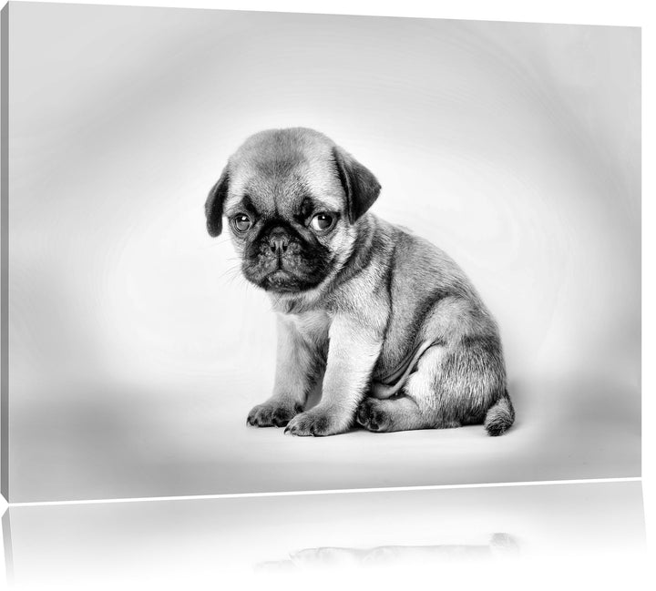 Pixxprint Kleiner Hundewelpe Mops als Leinwandbild/Grösse: 100x70 cm/Wandbild/Kunstdruck/fertig besp