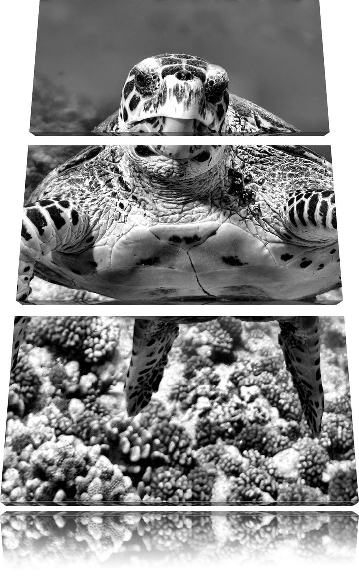 Pixxprint Schildkröte im Korallenriff als Leinwandbild/Grösse: 3 Teilig (120x80) cm/Wandbild/Kunstdr