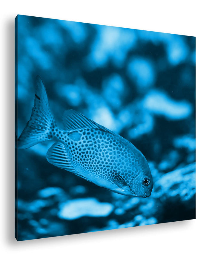 deyoli Kleiner Gepunkteter Fisch im Meer Format: 70x70 Effekt: Monocrome Blau als Leinwandbild, Moti