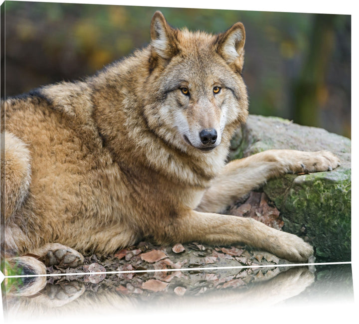 Pixxprint stolzer Wolf auf Stein auf Leinwand, XXL riesige Bilder fertig gerahmt mit Keilrahmen, Kun