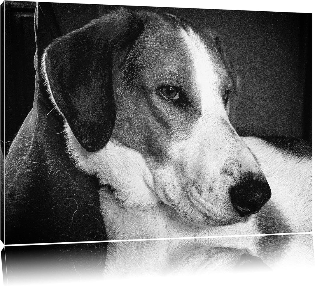 Jack Russel Terrier ruht sich aus auf Leinwand, XXL riesige Bilder fertig gerahmt mit Keilrahmen, Ku
