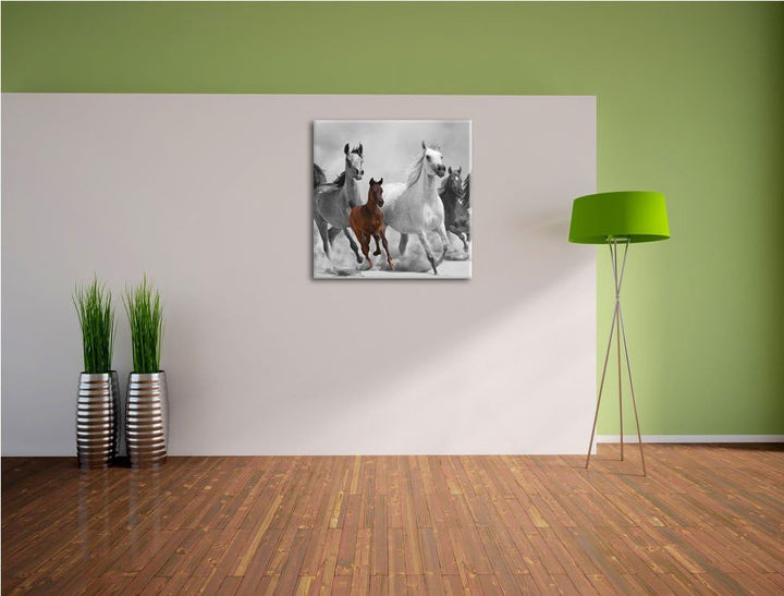 Pixxprint Mustangs in der Wüste mit Fohlen als Leinwandbild Quadratisch/Grösse: 70x70 / Wandbild/Kun