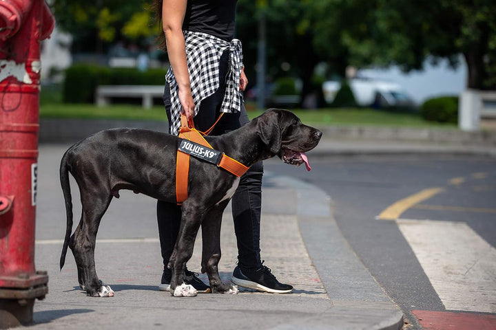 Julius-K9, Color & Gray, Beltgeschirr 2XL / 3 orange-grau, 2XL / 3 orange-grau