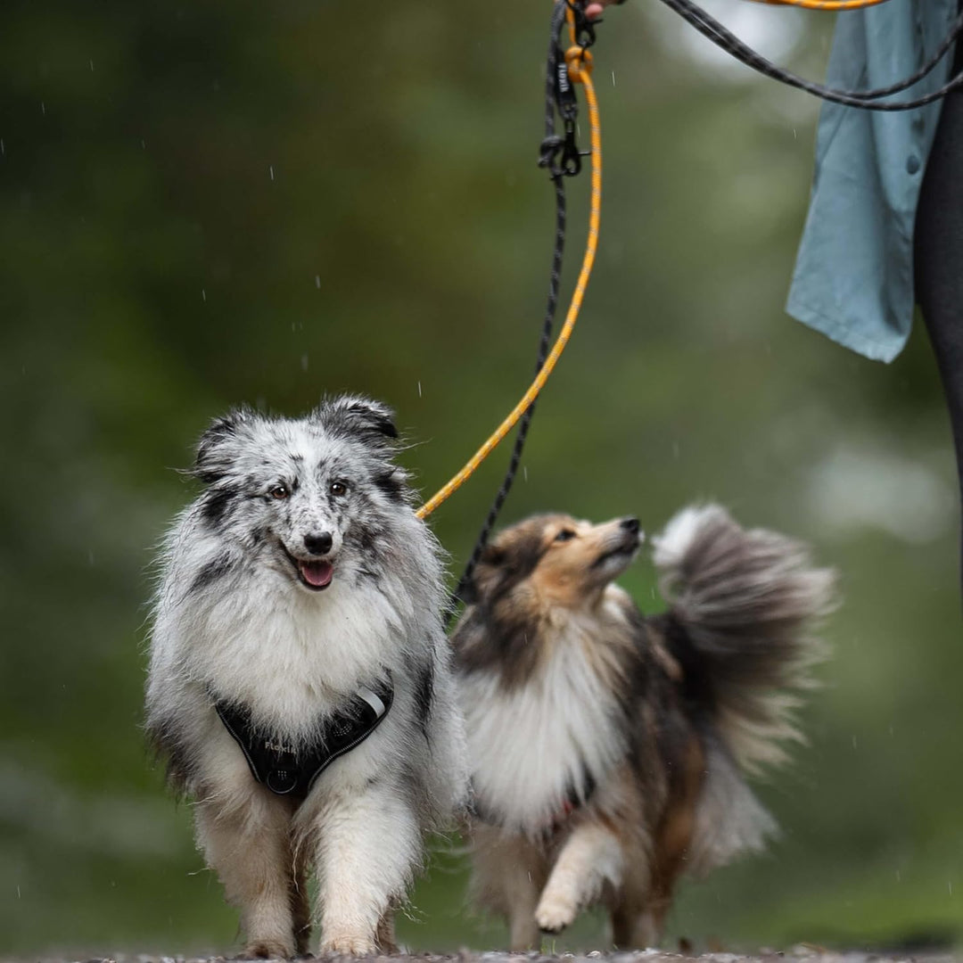 Floxik Premium Führleine Hund | Hundeleine 3m Verstellbar - Tauleine für kleine &amp; mittelgrosse Hunde
