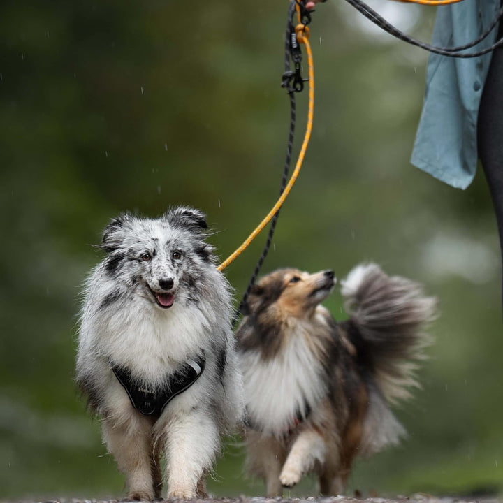 Floxik Premium Führleine Hund | Hundeleine 3m Verstellbar - Tauleine für kleine &amp; mittelgrosse Hunde