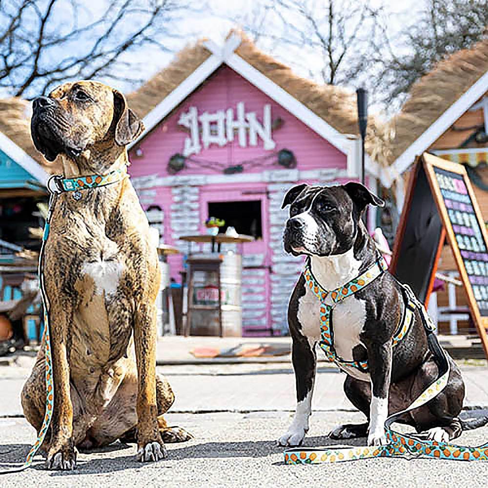 Max & Molly H-Geschirr - Sweet Pineapple, M M Sweet Pineapple, M Sweet Pineapple