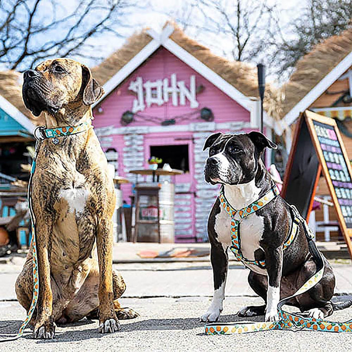 Max & Molly H-Geschirr - Sweet Pineapple, M M Sweet Pineapple, M Sweet Pineapple