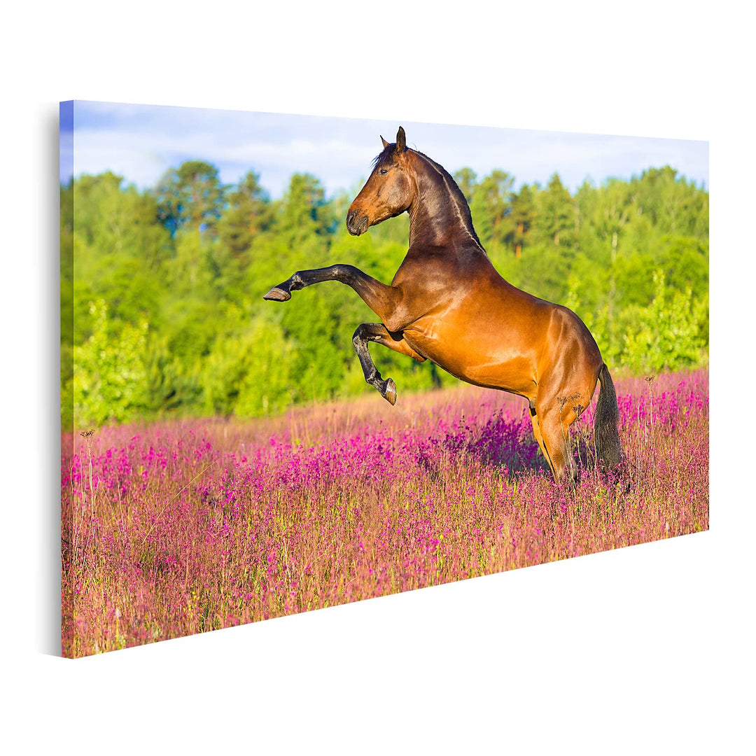 islandburner Bild auf Leinwand Braunes Pferd In Blumenfeld Bilder Wandbilder Poster Leinwand 80x40cm
