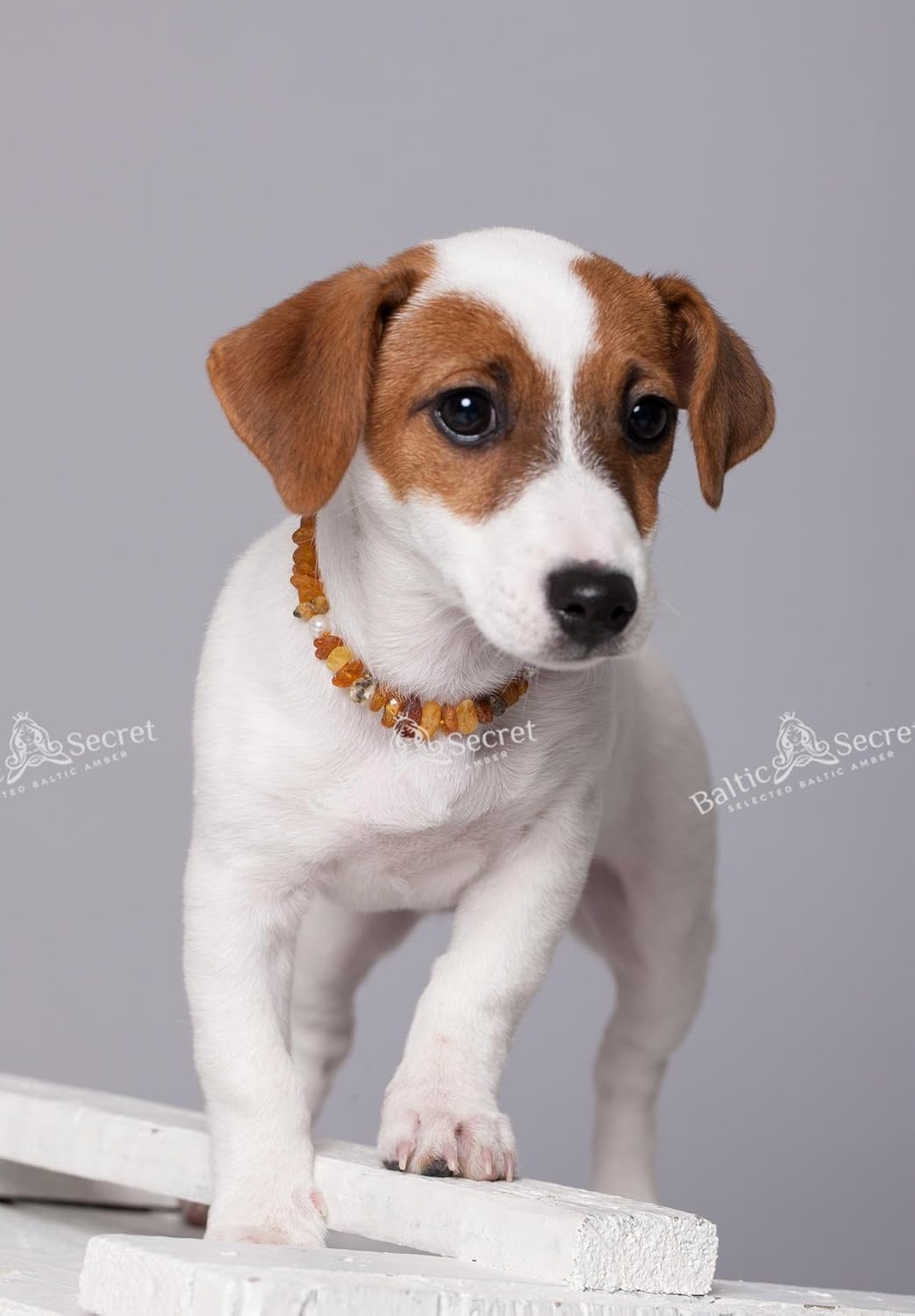 Bernsteinkette Hund, Bernsteinhalsband Hunde mit Perlen, Zeckenschutz Katze & Hunde, Baltischer Bern
