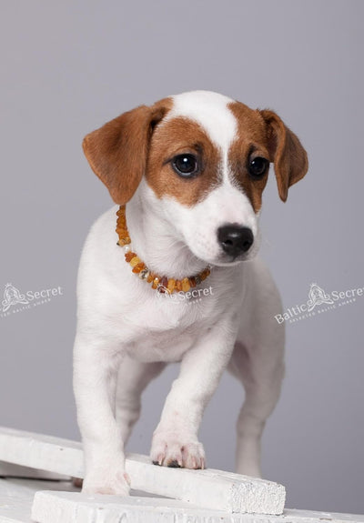Bernsteinkette Hund, Bernsteinhalsband Hunde mit Perlen, Zeckenschutz Katze & Hunde, Baltischer Bern