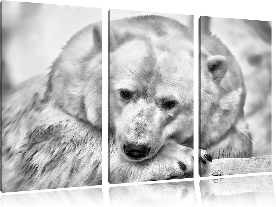 Pixxprint Nachdenklicher Eisbär als Leinwandbild/Grösse: 3 Teilig (120x80) cm/Wandbild/Kunstdruck/fe