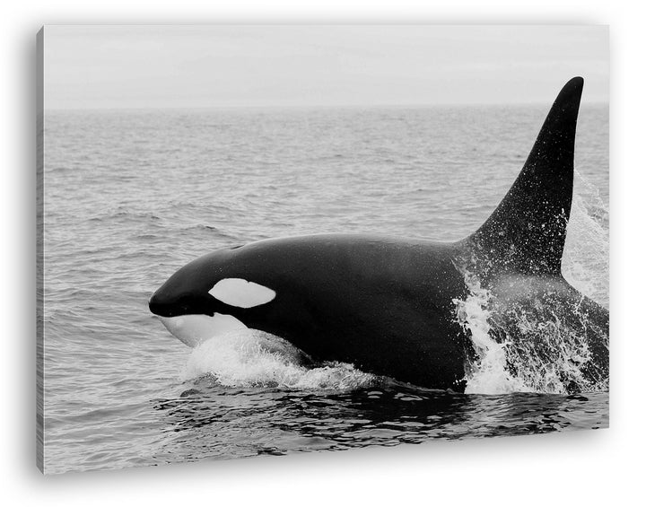 deyoli edler Orca Format: 60x40 Effekt: Schwarz/Weiss als Leinwand, Motiv fertig gerahmt auf Echthol