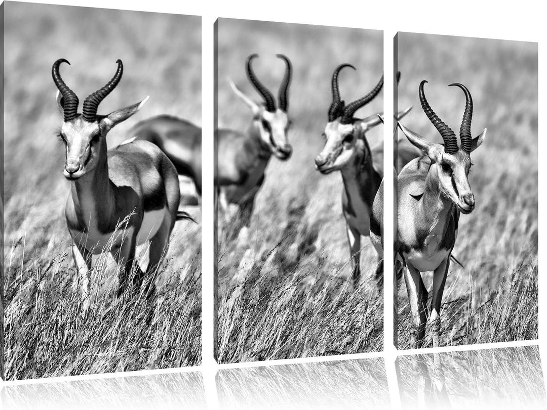 Pixxprint Tiere in Savanne, Rehe, Afrika als Leinwandbild/Grösse: 3 Teilig (120x80) cm/Wandbild/Kuns
